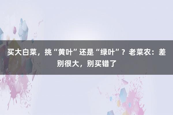 买大白菜，挑“黄叶”还是“绿叶”？老菜农：差别很大，别买错了