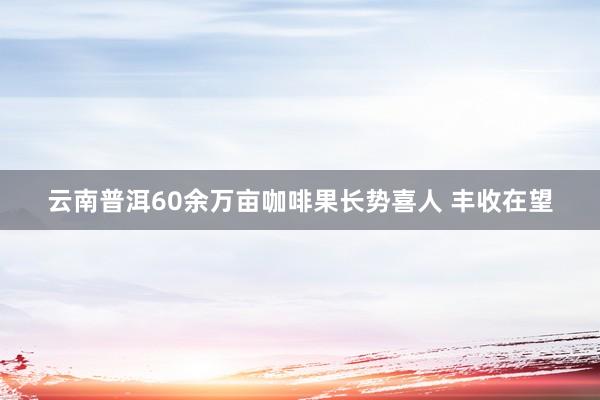 云南普洱60余万亩咖啡果长势喜人 丰收在望